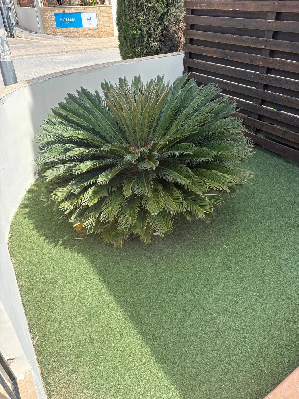 Palm Villa front garden with mature cycad palm and artificial lawn, Pernera Cyprus