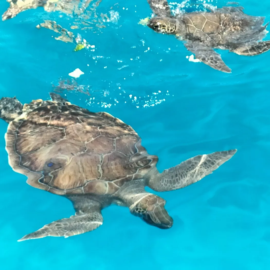 Sea turtles swimming in clear turquoise water, spotted on a boat trip from Pernera